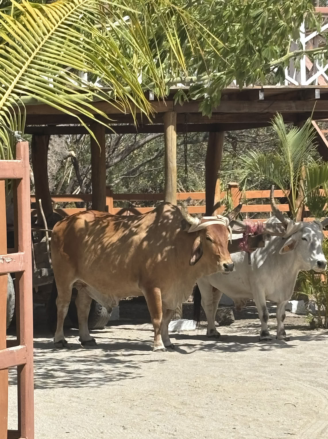 Retiro de yoga en Nicaragua febrero de 2027
