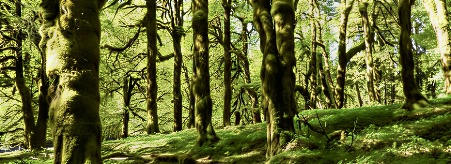 Excursión de yoga y meditación al monte Rainier