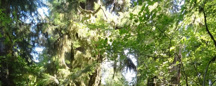 Excursión por el sendero Old Sauk de Cascades