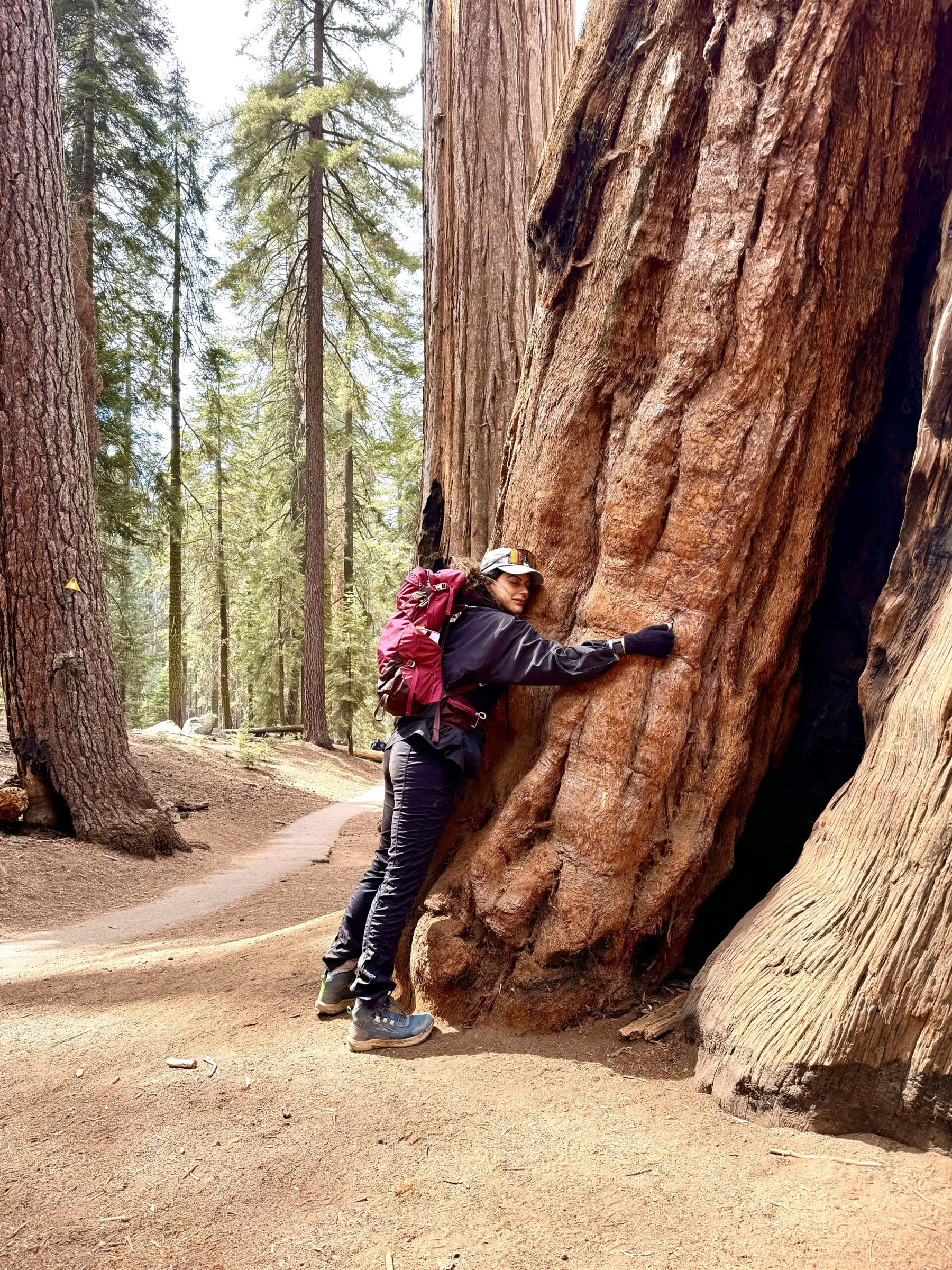 Descubriendo la magia de Sequoia