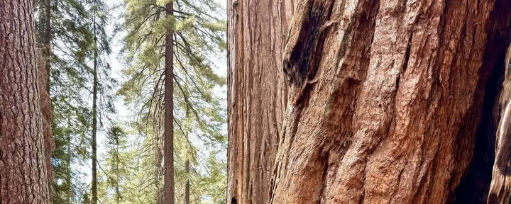 Descubriendo la magia de Sequoia