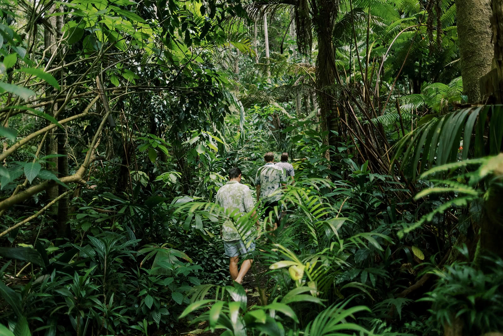 Tour privado por el bosque nuboso - Sendero Pantropical (1,5 h)