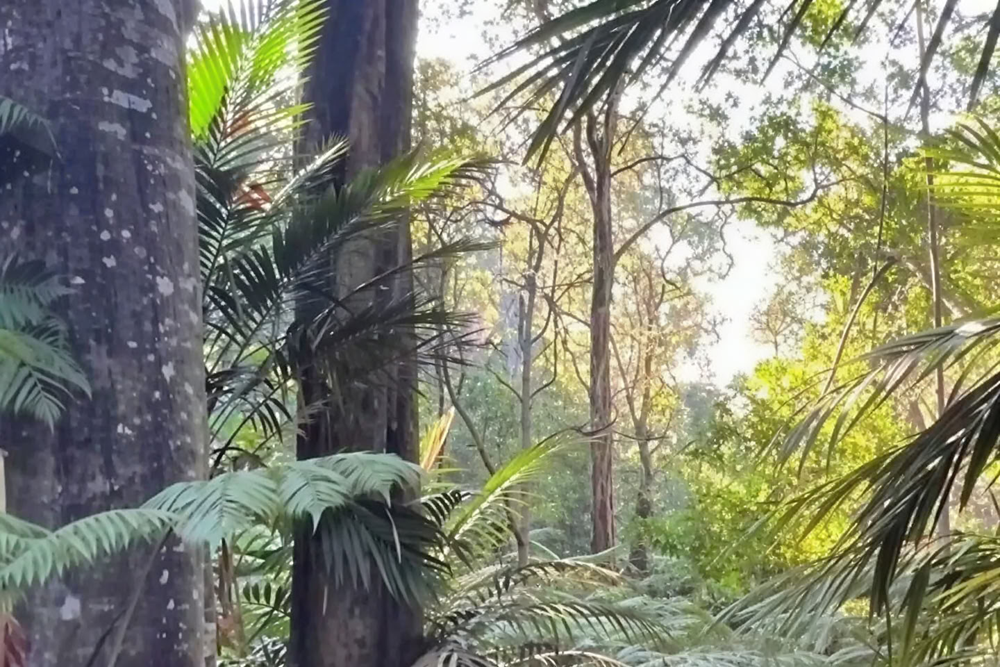 Tour privado por el bosque nuboso - Sendero Pantropical (1,5 h)