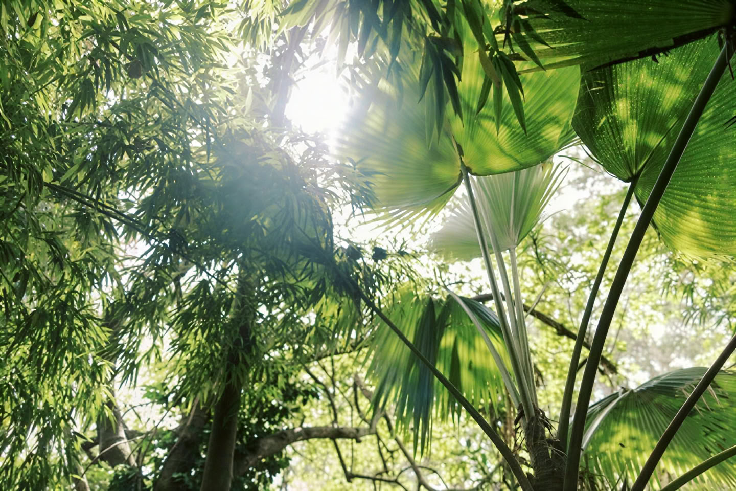 Tour privado por el bosque nuboso - Sendero Pantropical (1,5 h)