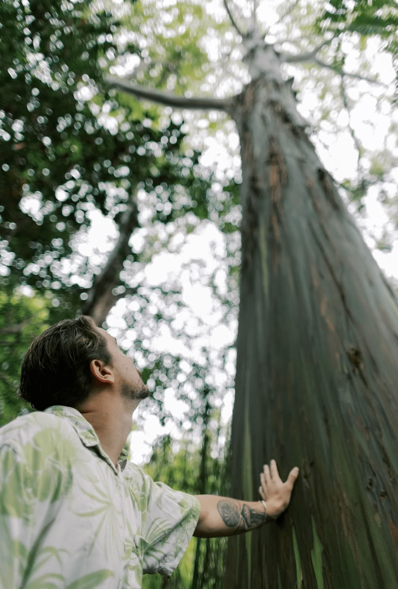 Experiencia de baño de bosque (Shinrin-Yoku): un viaje guiado de paz y bienestar
