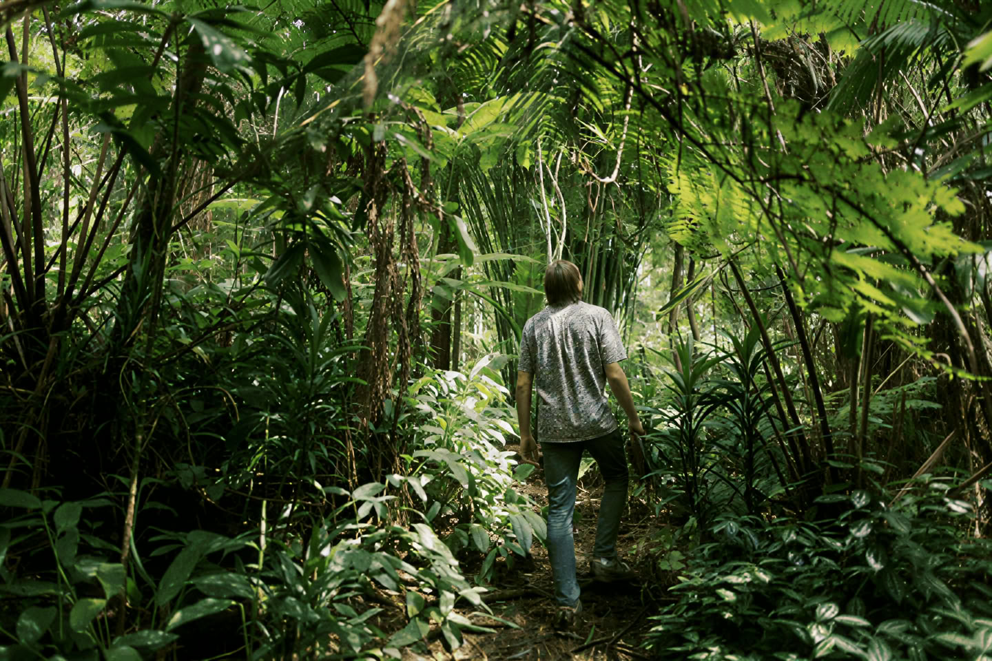 Experiencia de baño de bosque (Shinrin-Yoku): un viaje guiado de paz y bienestar
