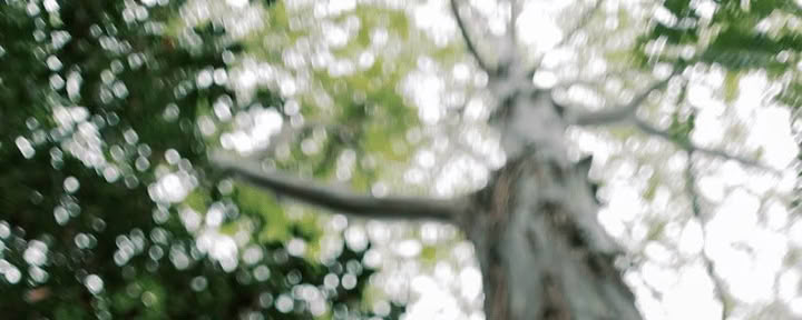 Experiencia de baño de bosque (Shinrin-Yoku): un viaje guiado de paz y bienestar