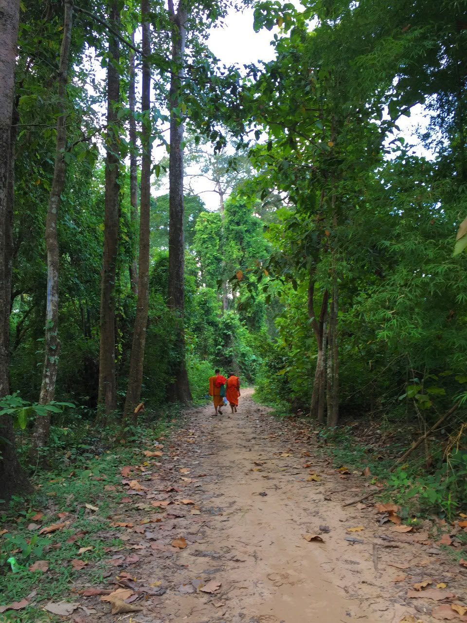 Observación de aves