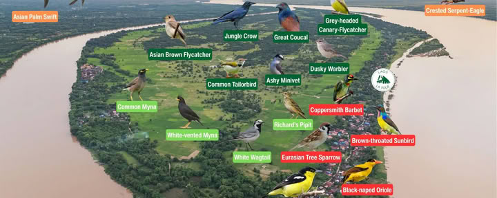 Observación de aves