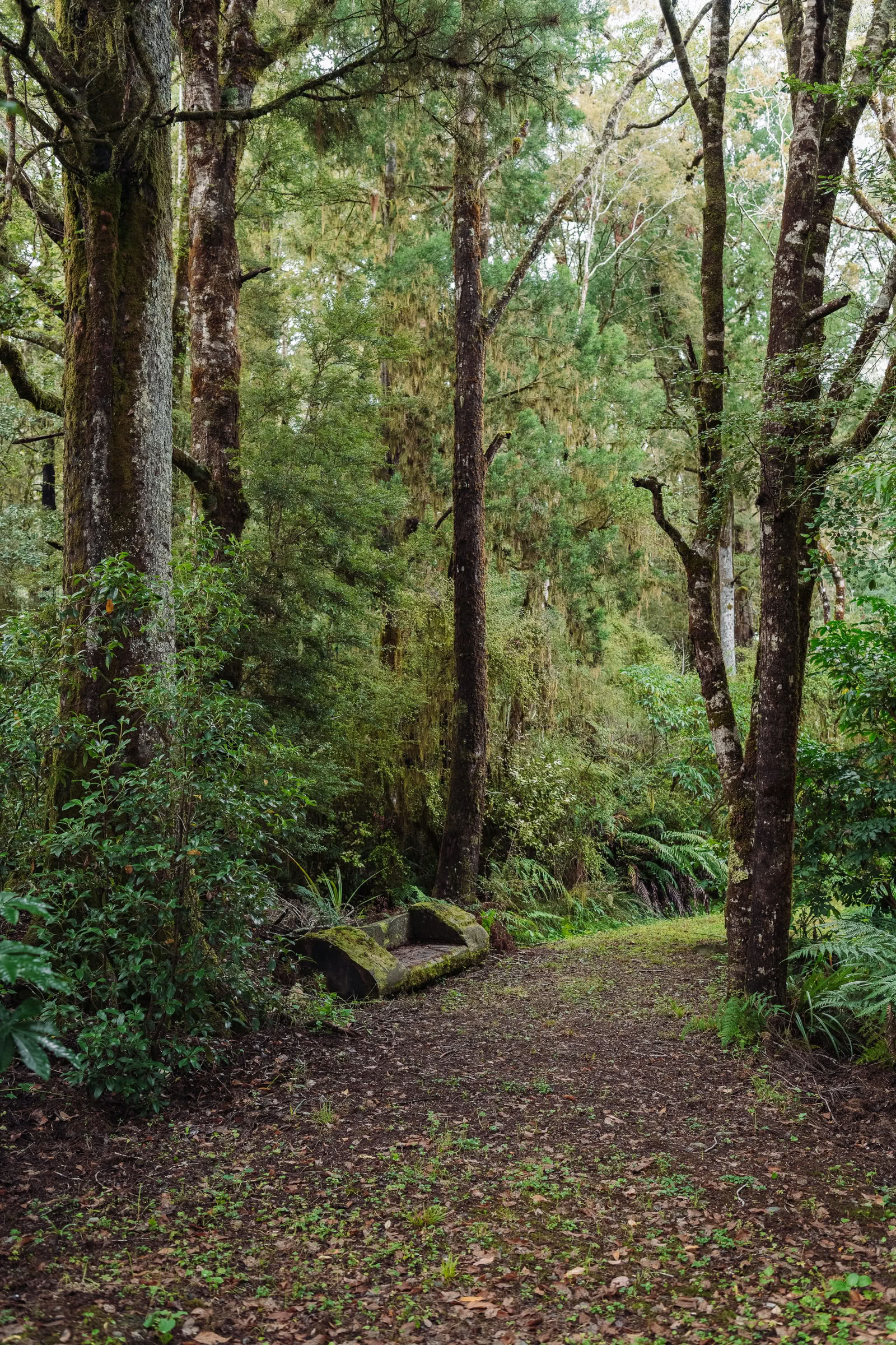 Retiro de Naturaleza y Yoga – Isla Sur, Nueva Zelanda con Joan Hyman | Maruia River Retreat: Resort de Bienestar de Lujo, Nueva Zelanda
