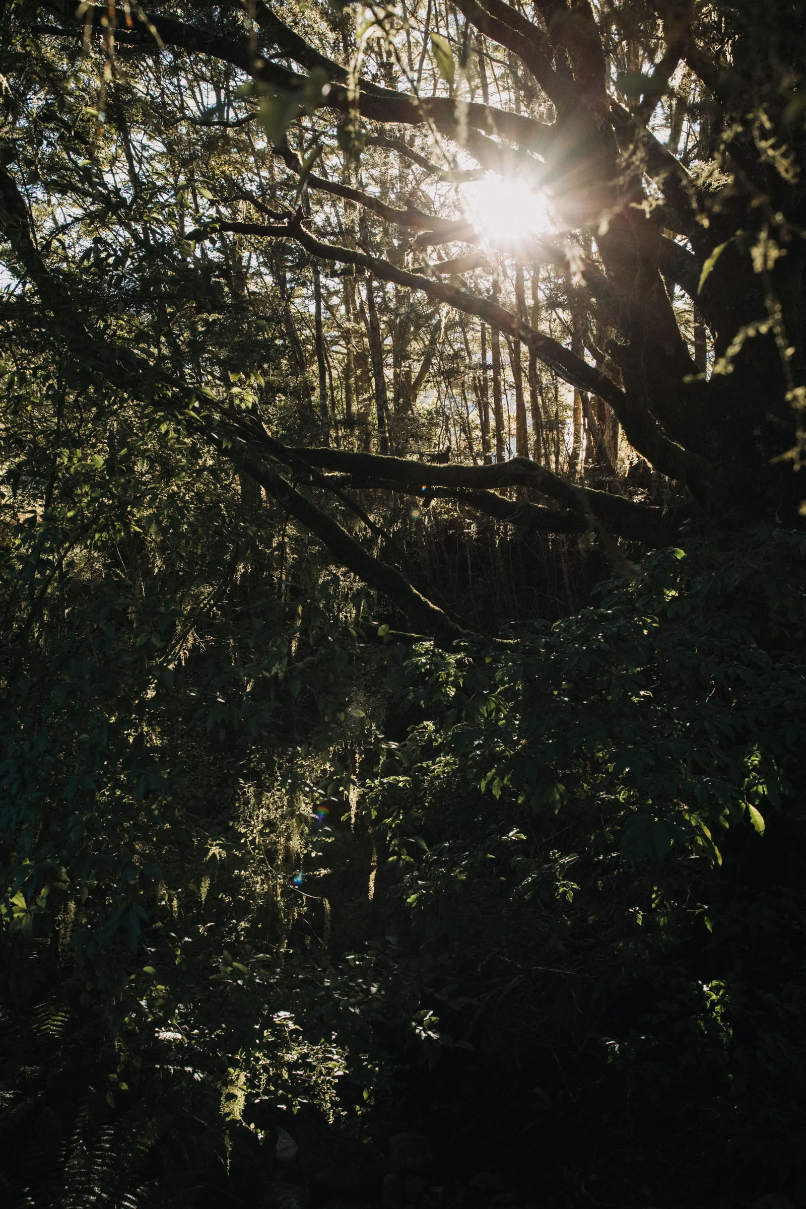 Retiro de naturaleza y yoga – Isla Sur, Nueva Zelanda con Joan Hyman