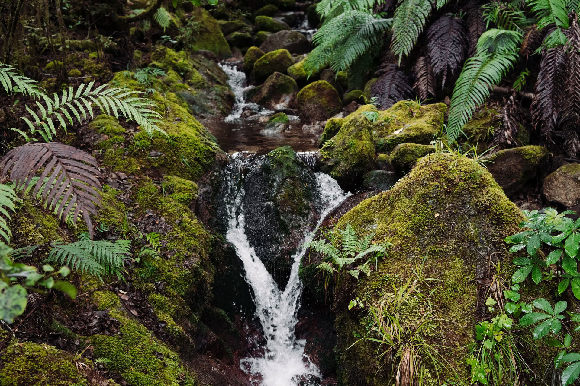 Retiro de naturaleza y yoga – Isla Sur, Nueva Zelanda con Joan Hyman
