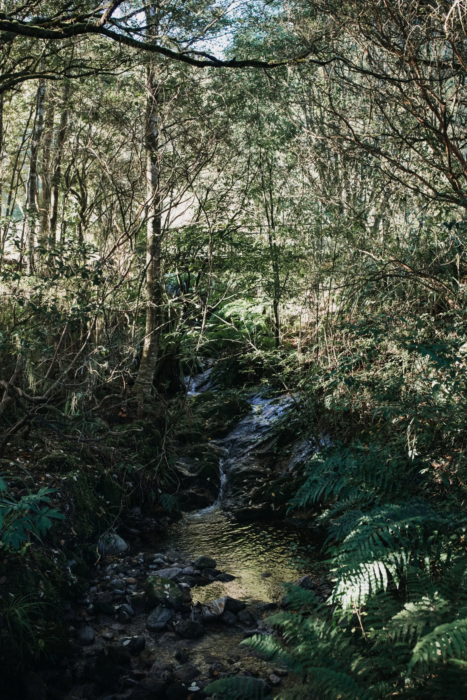 Retiro de naturaleza y yoga – Isla Sur, Nueva Zelanda con Joan Hyman