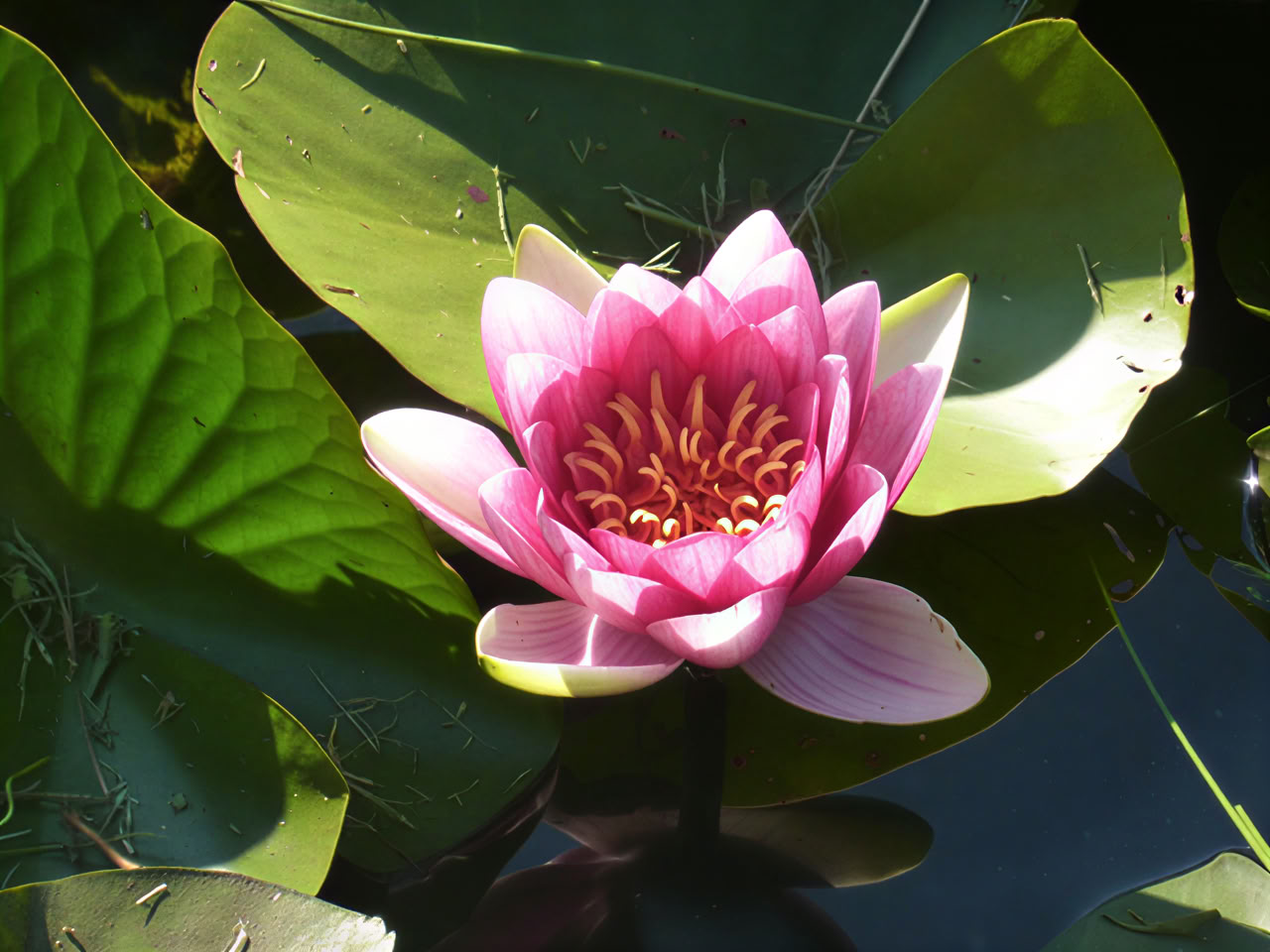 Yoga y mindfulness