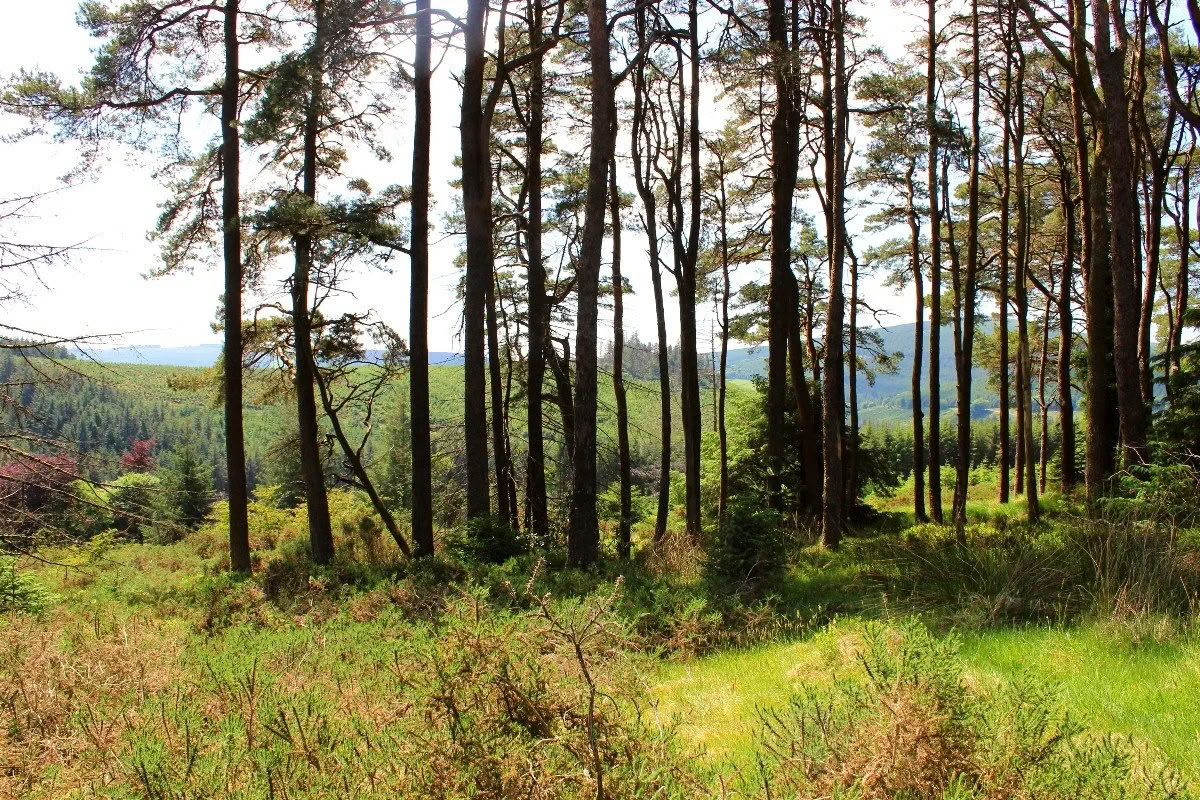 Regreso a Mucklagh - Samhain — Mucklagh Lodge