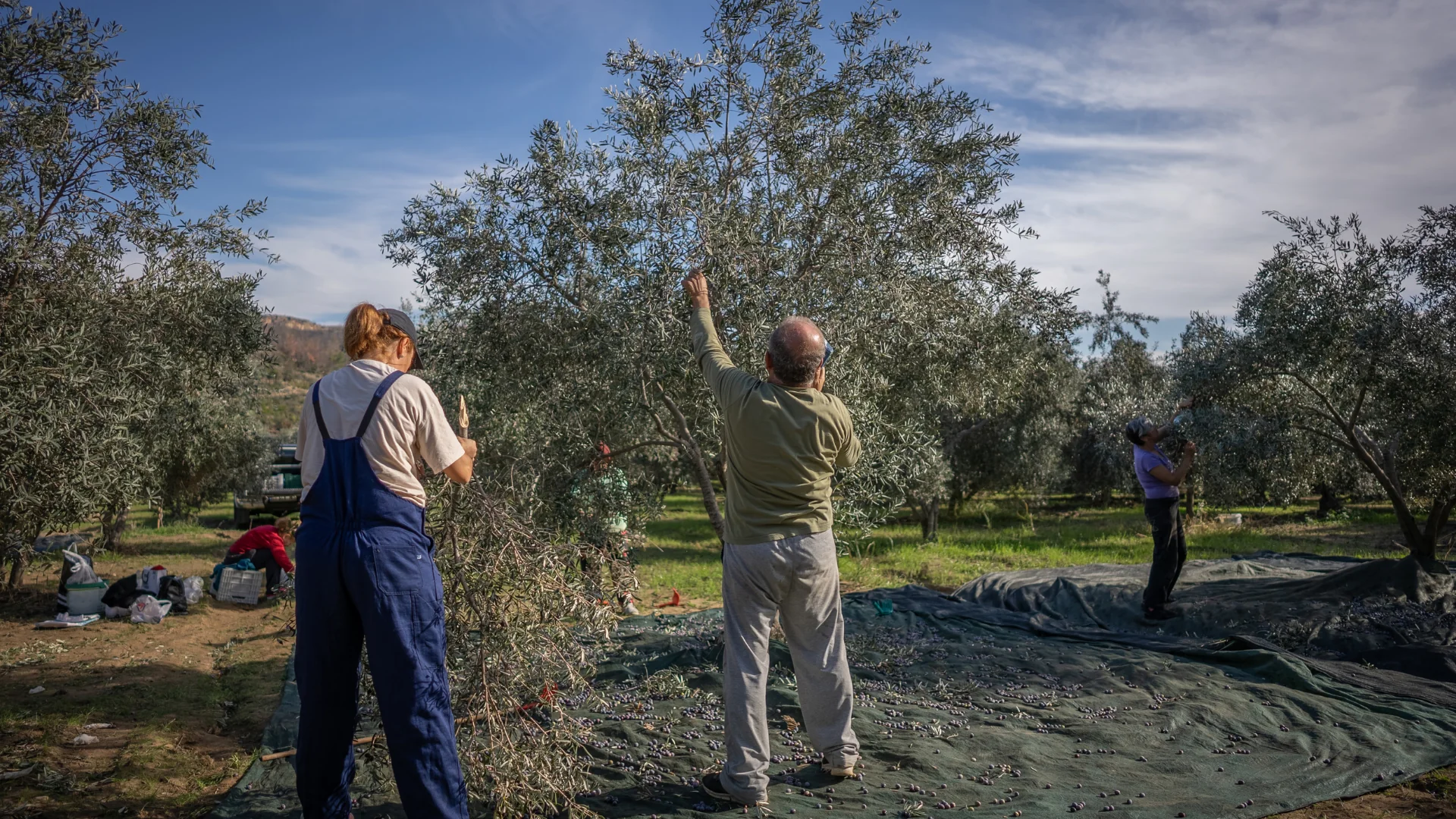 Una cosecha consciente de aceitunas