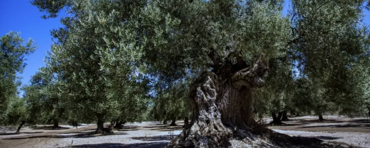 Una cosecha consciente de aceitunas
