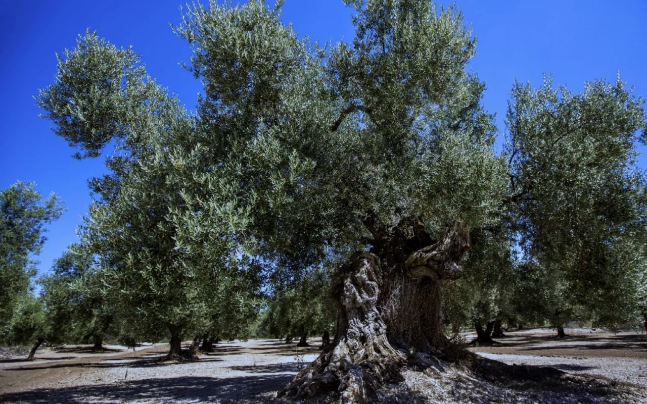 Silencio de la Cosecha – Cosecha Consciente de Aceitunas 2027