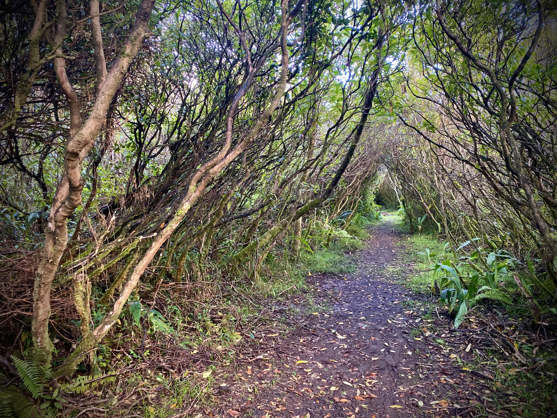 Terapia de masaje en la selva tropical