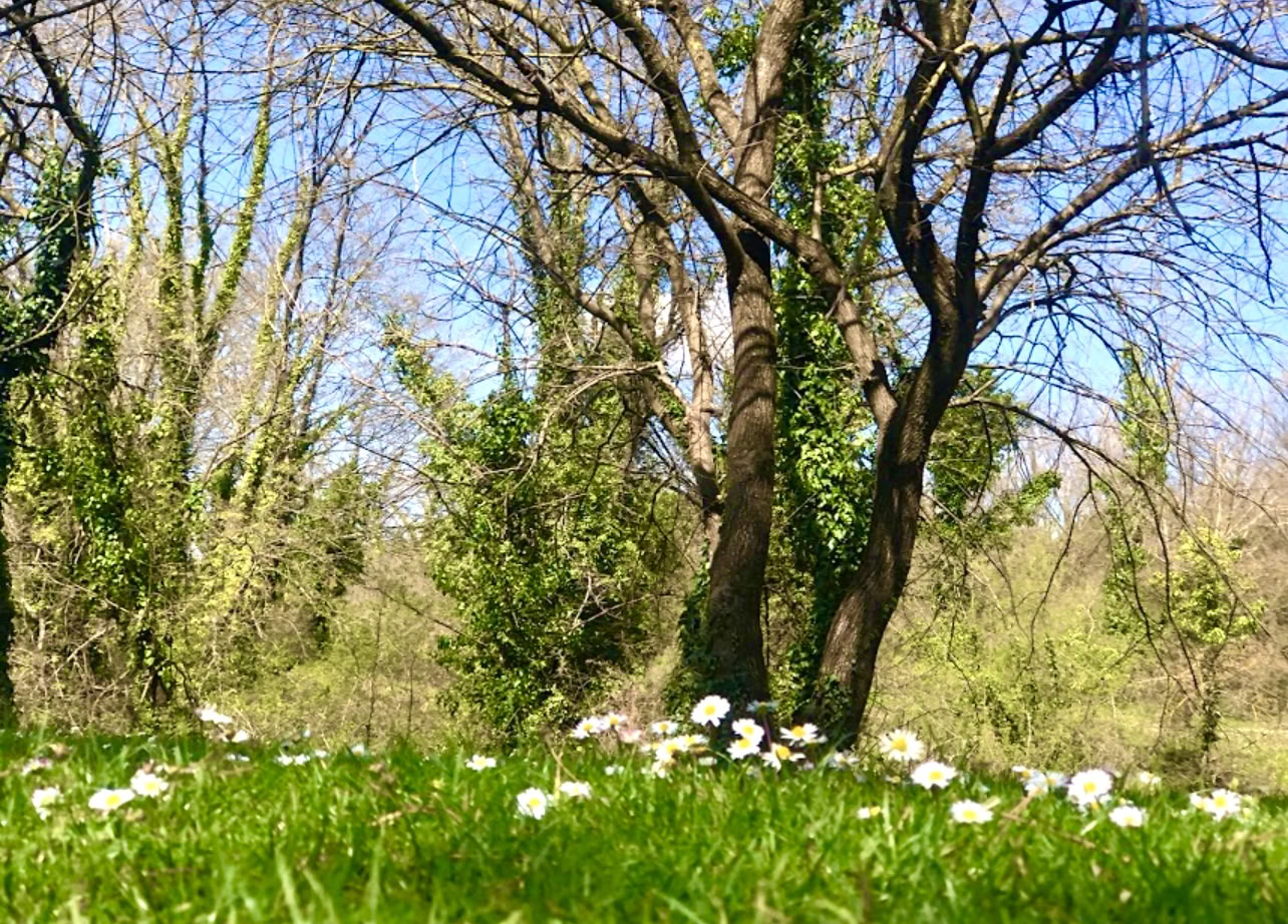 Enraizado en la naturaleza: un retiro de yoga y qi gong bajo los árboles