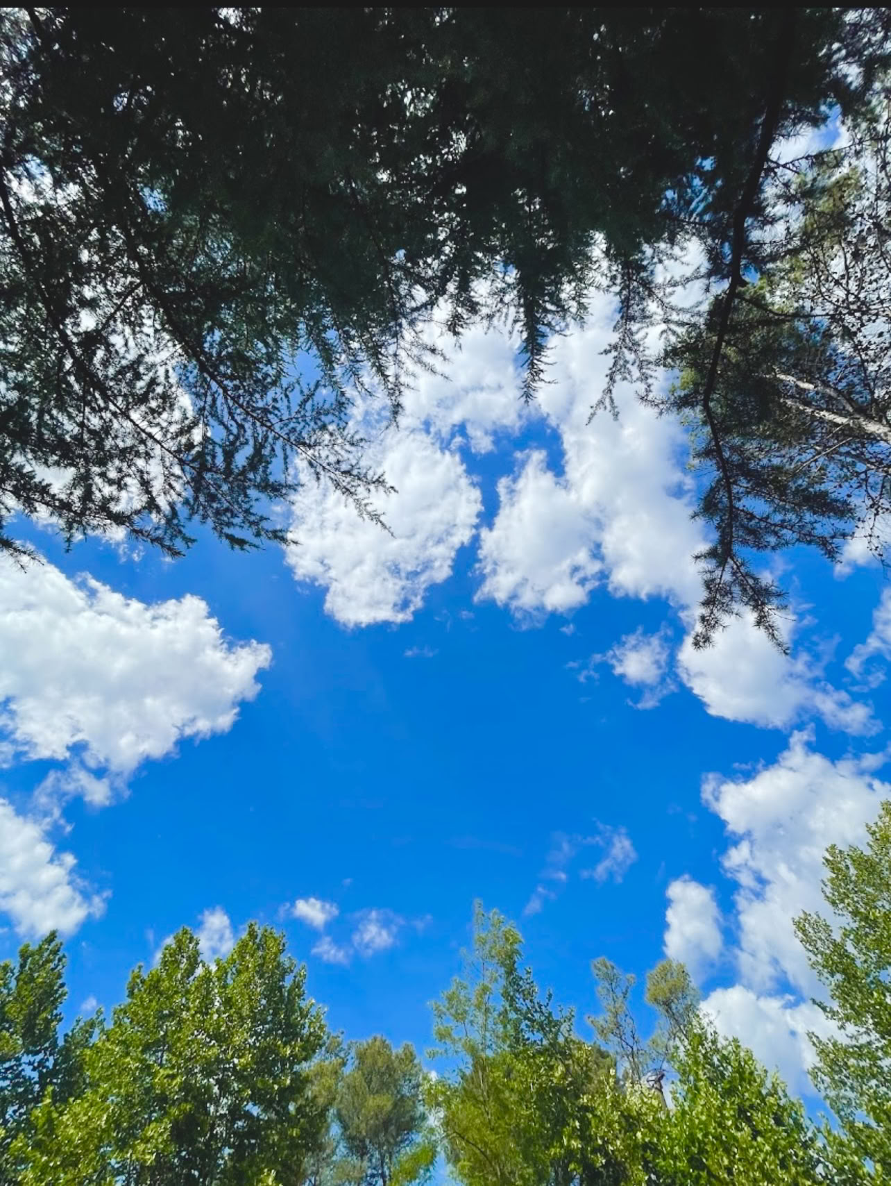 Enraizado en la naturaleza: un retiro de yoga y qi gong bajo los árboles