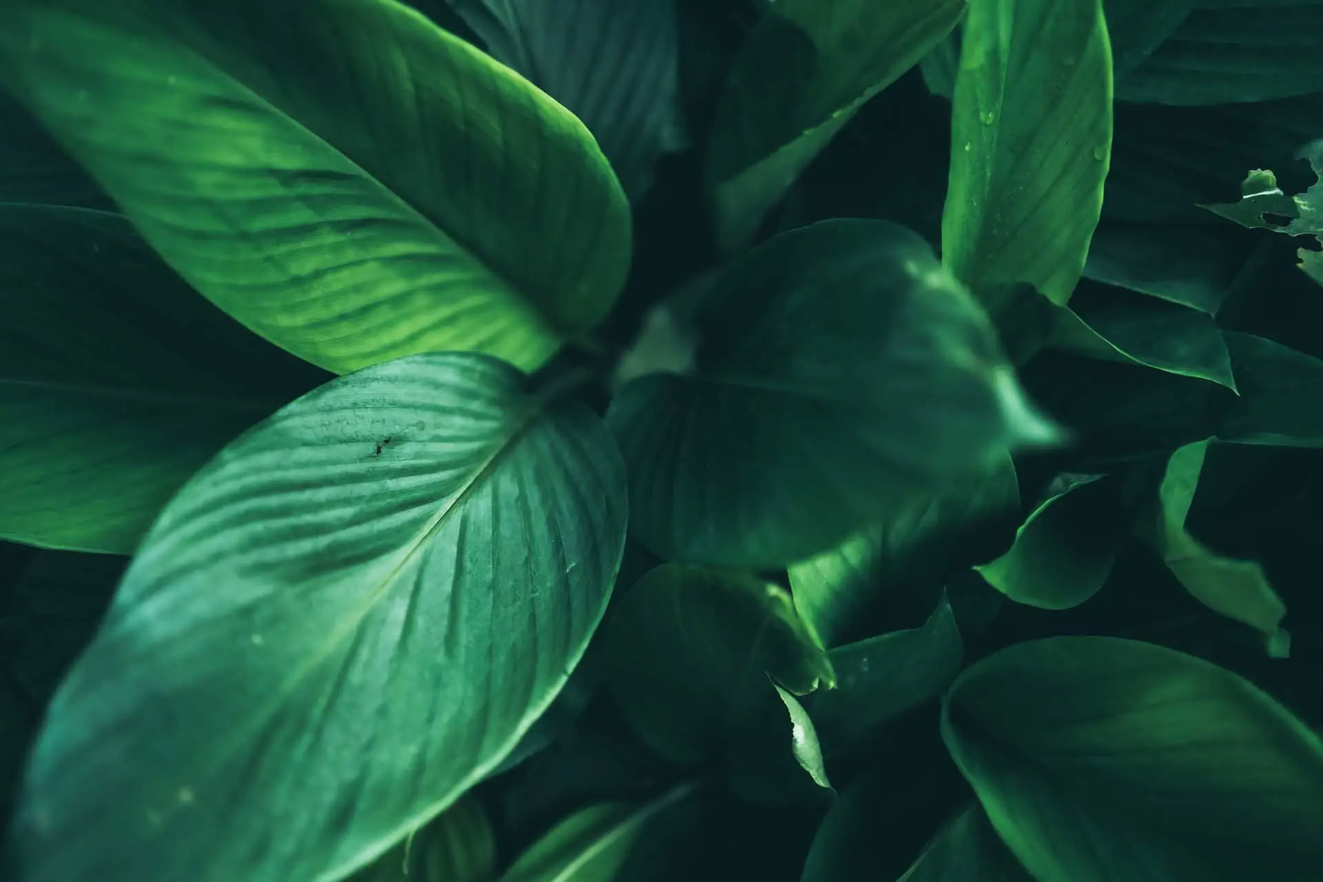 Retiro para Mujeres: Tu Verdadera Naturaleza
