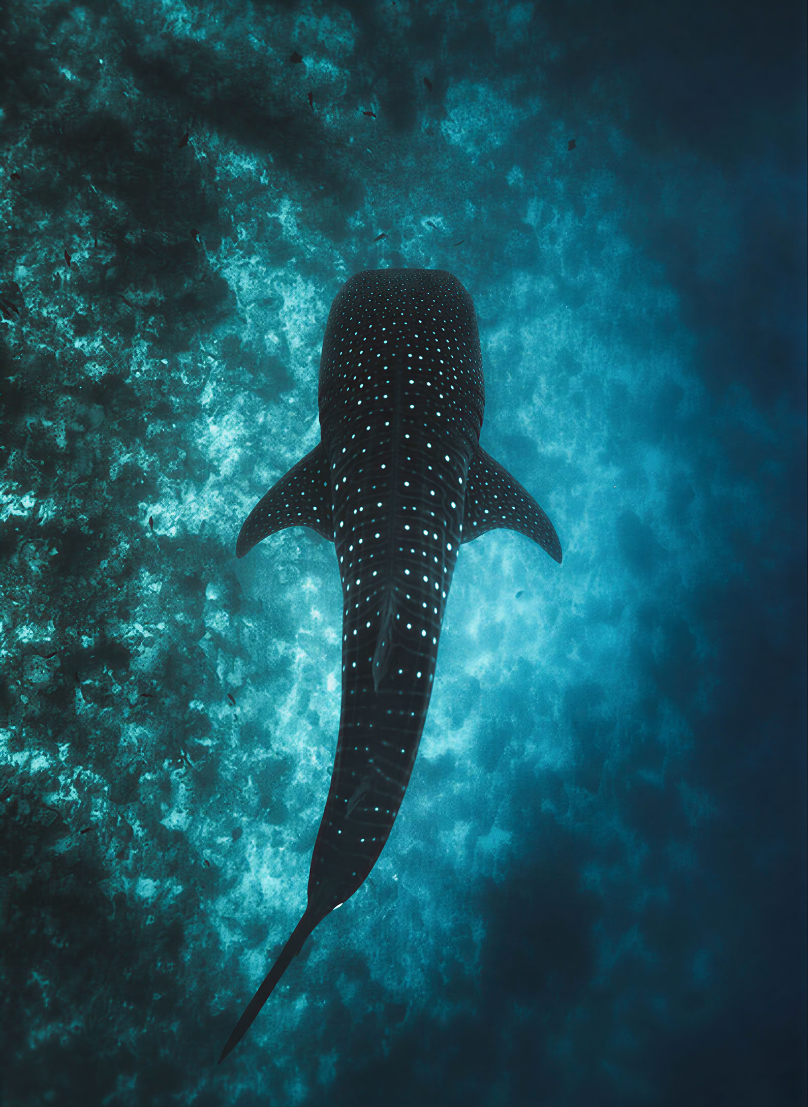 Retiro de 7 días de Pilates, Yoga y Entrenamiento Funcional con Tour de Snorkel con Tiburones Ballena