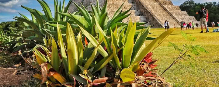 Desintoxicación frente al mar de 7 días: introducción al Ayurveda más yoga