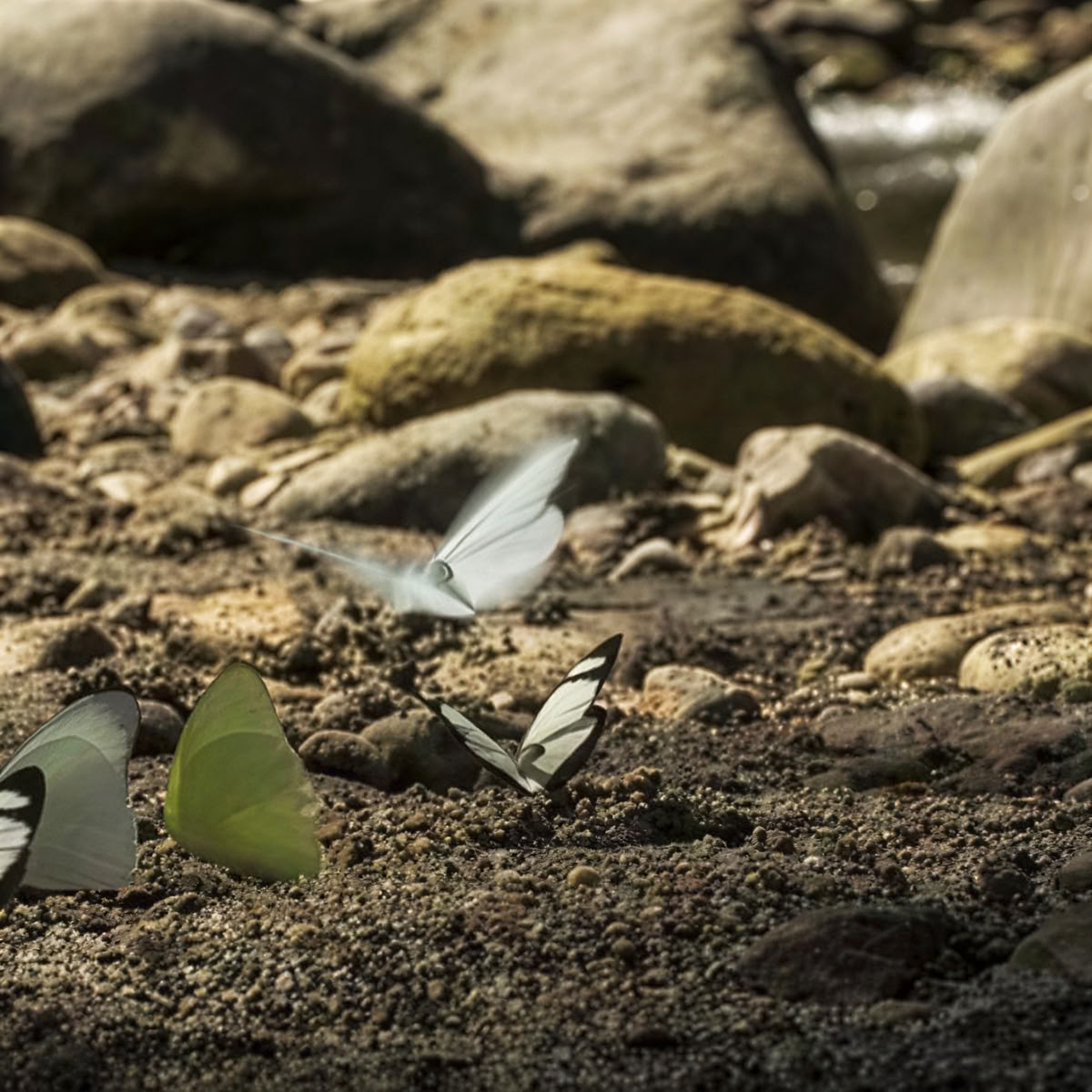 Mindfullnes y Yoga en la naturaleza
