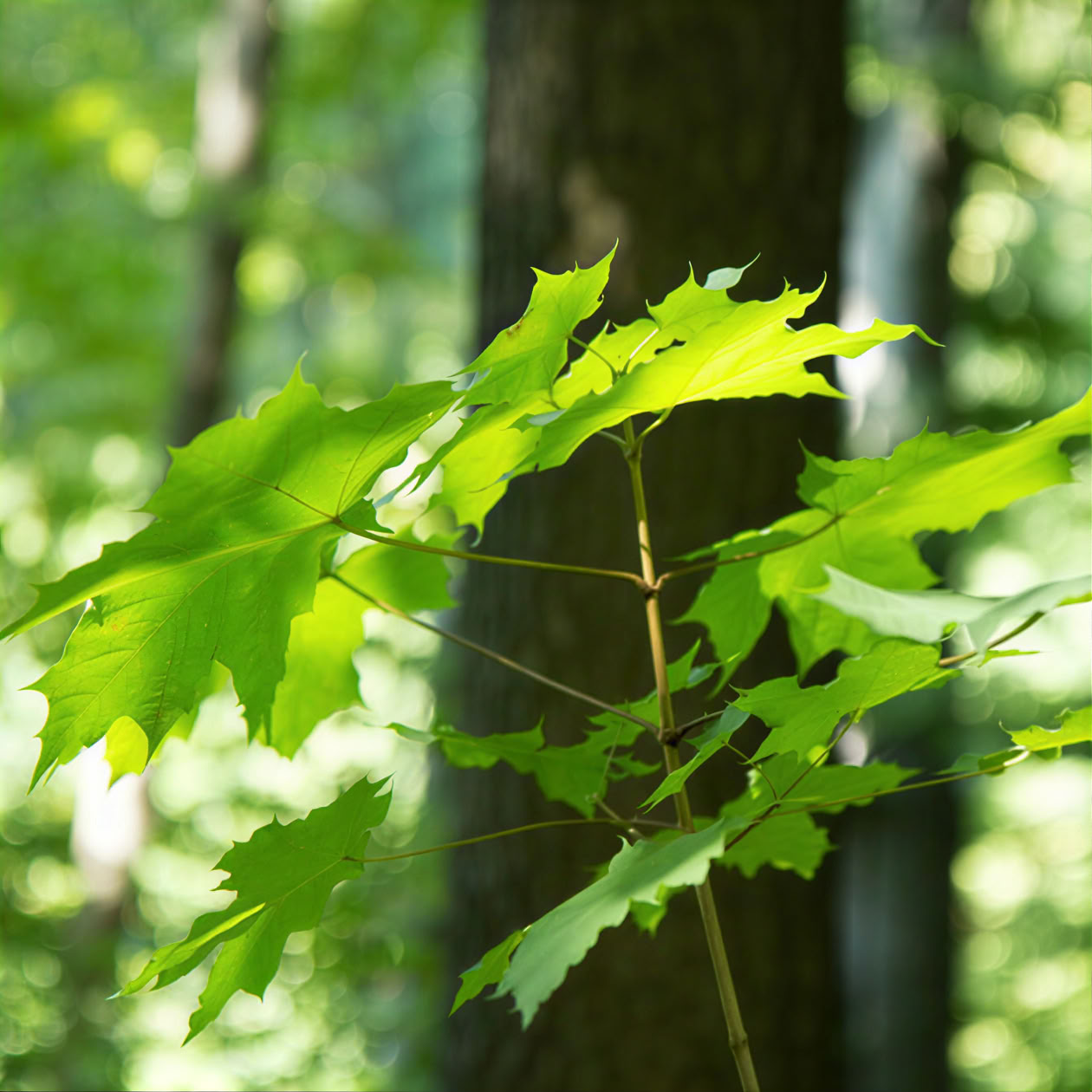 Aventura de bushcraft