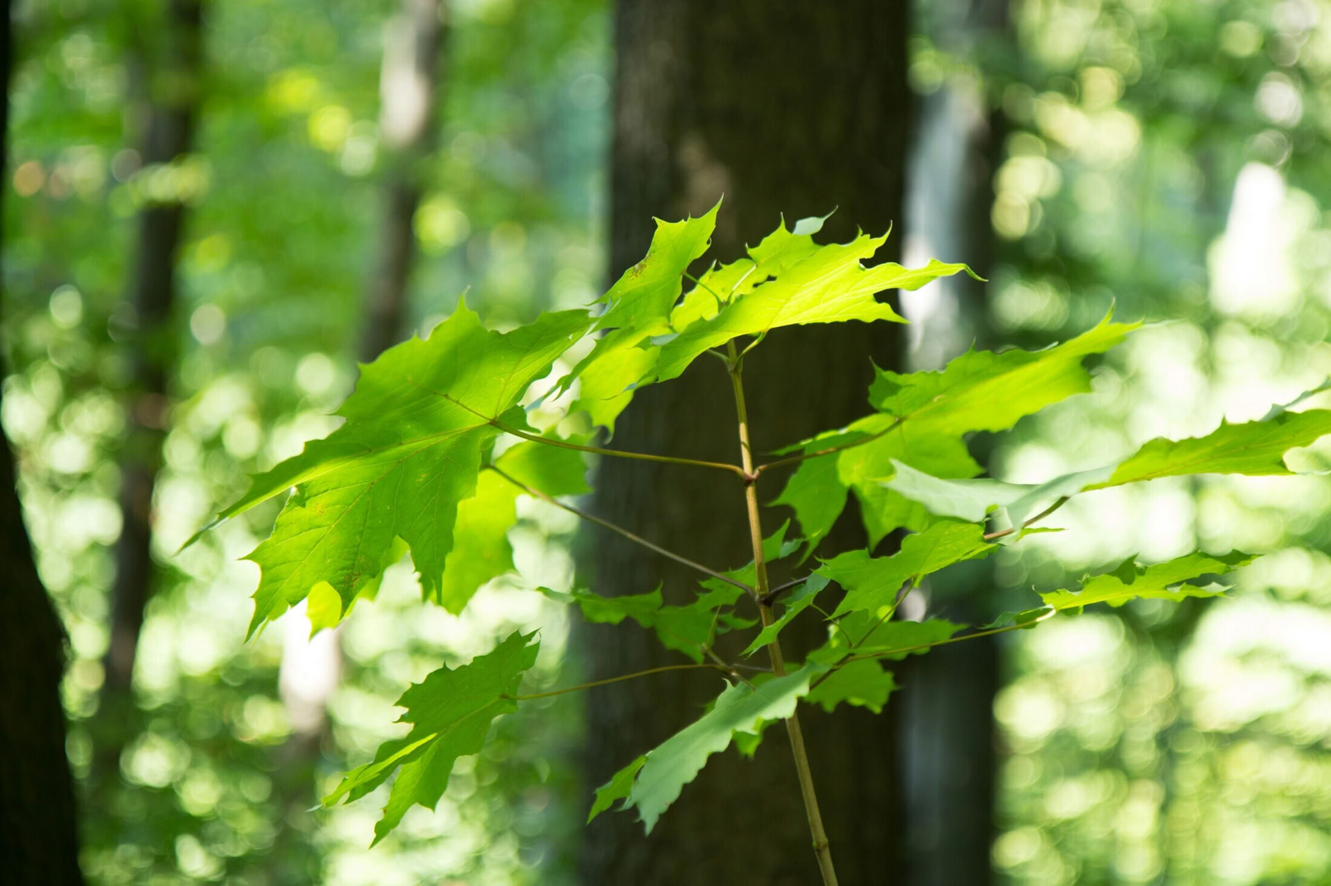 Aventura de bushcraft