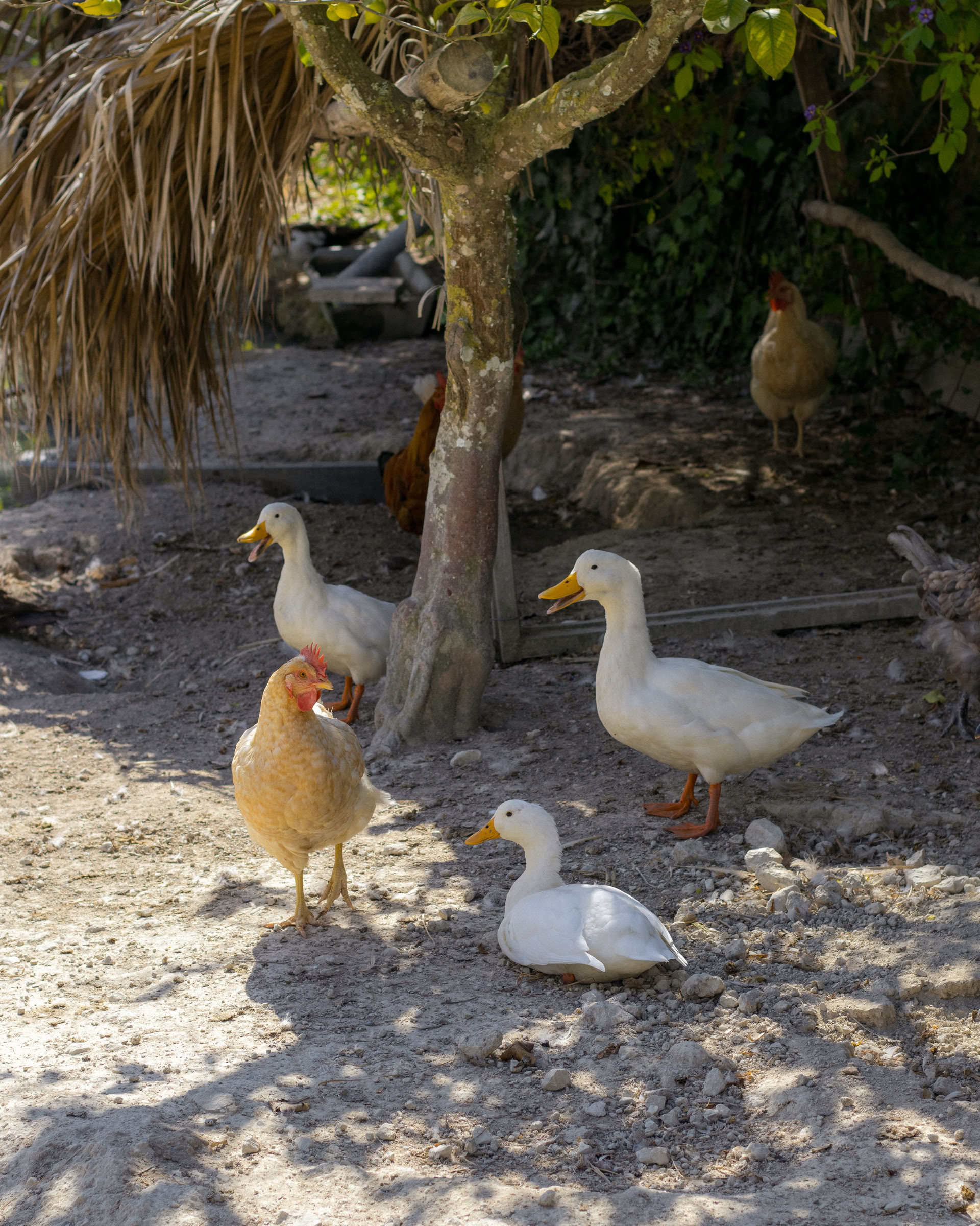 Retiro de Reconexión con la Tierra: Mallorca