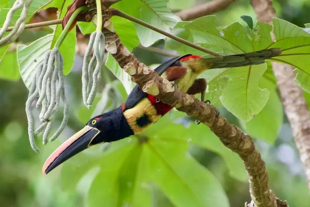 Retiro Bendecido por la Naturaleza Costa Rica