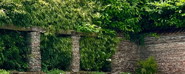 Retiro de medio día de yoga y salud intestinal