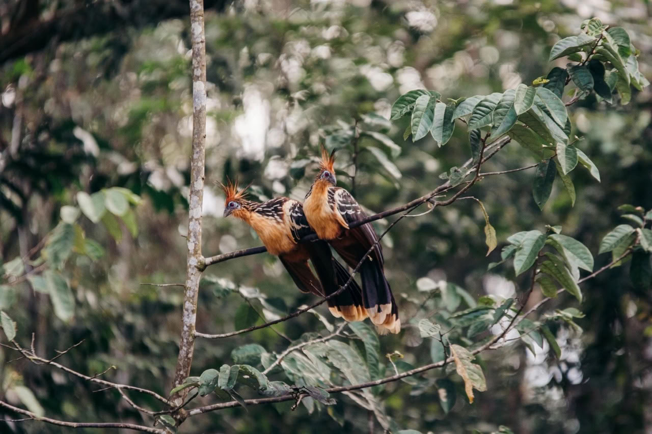 Retiro de 10 días en el Amazonas