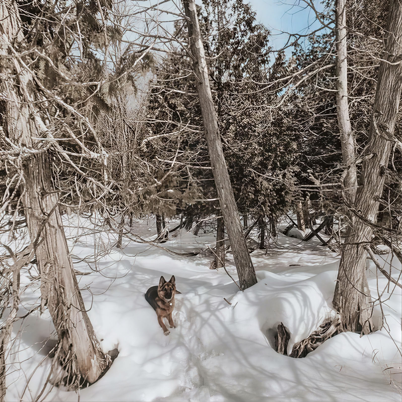 Raquetas de nieve