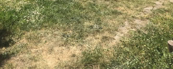 Retiro de Ayahuasca, Bufo, Kambo, Yopo — 6 días