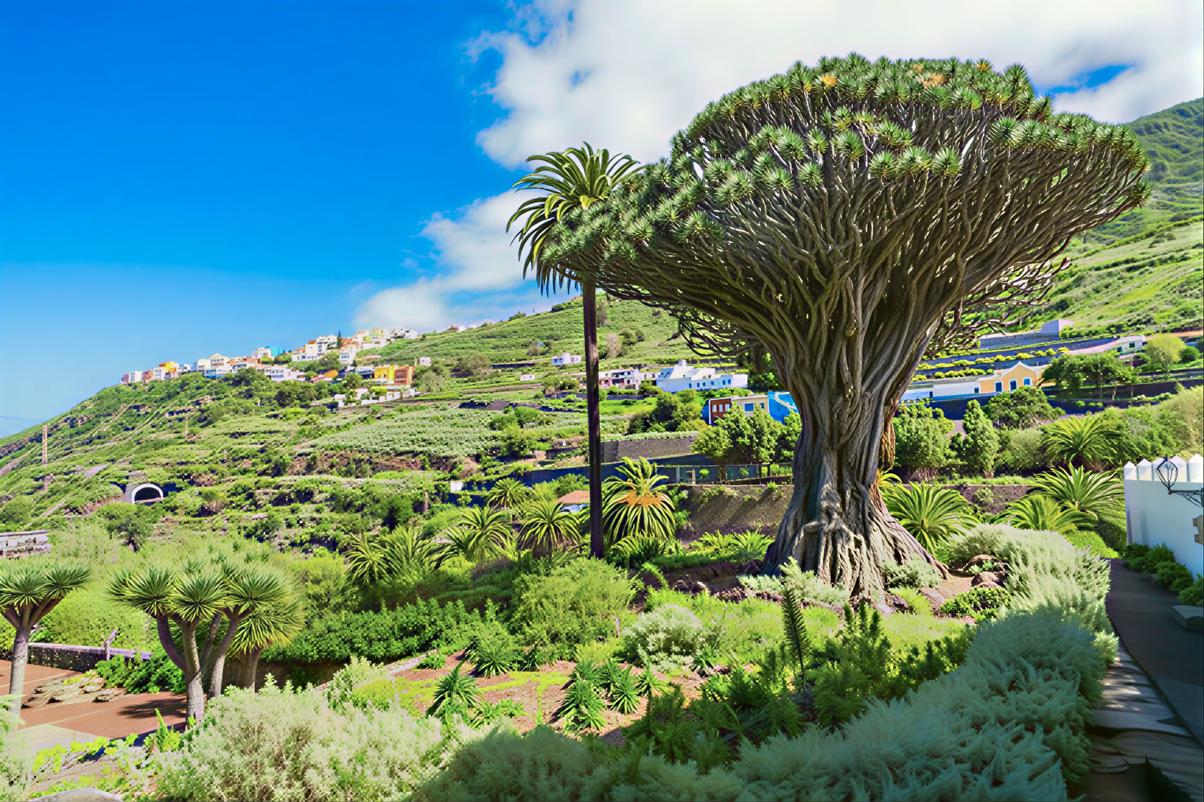 Tour de Meditación en Tenerife