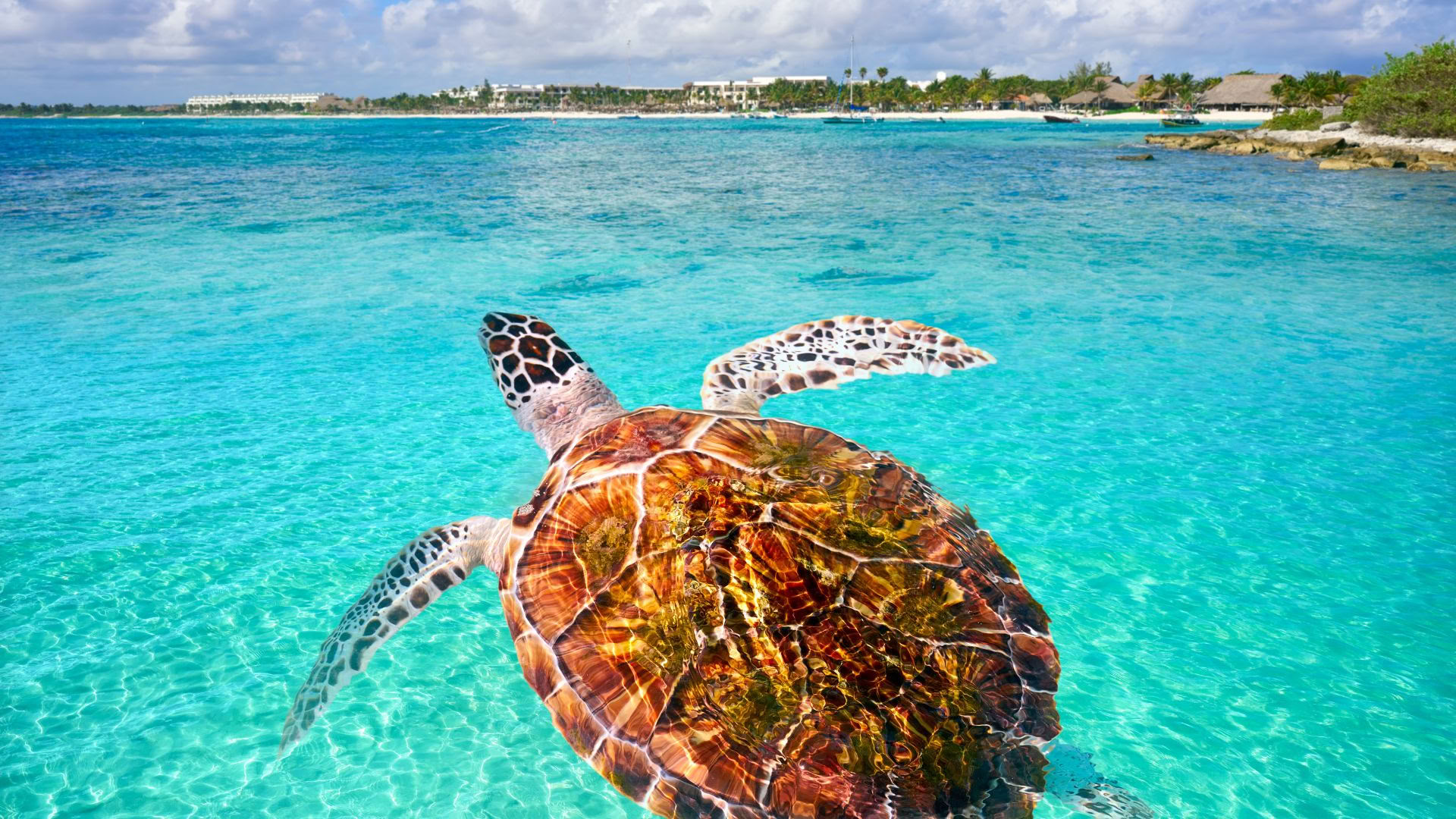 Retiro de bienestar en Akumal: suite con vistas al océano