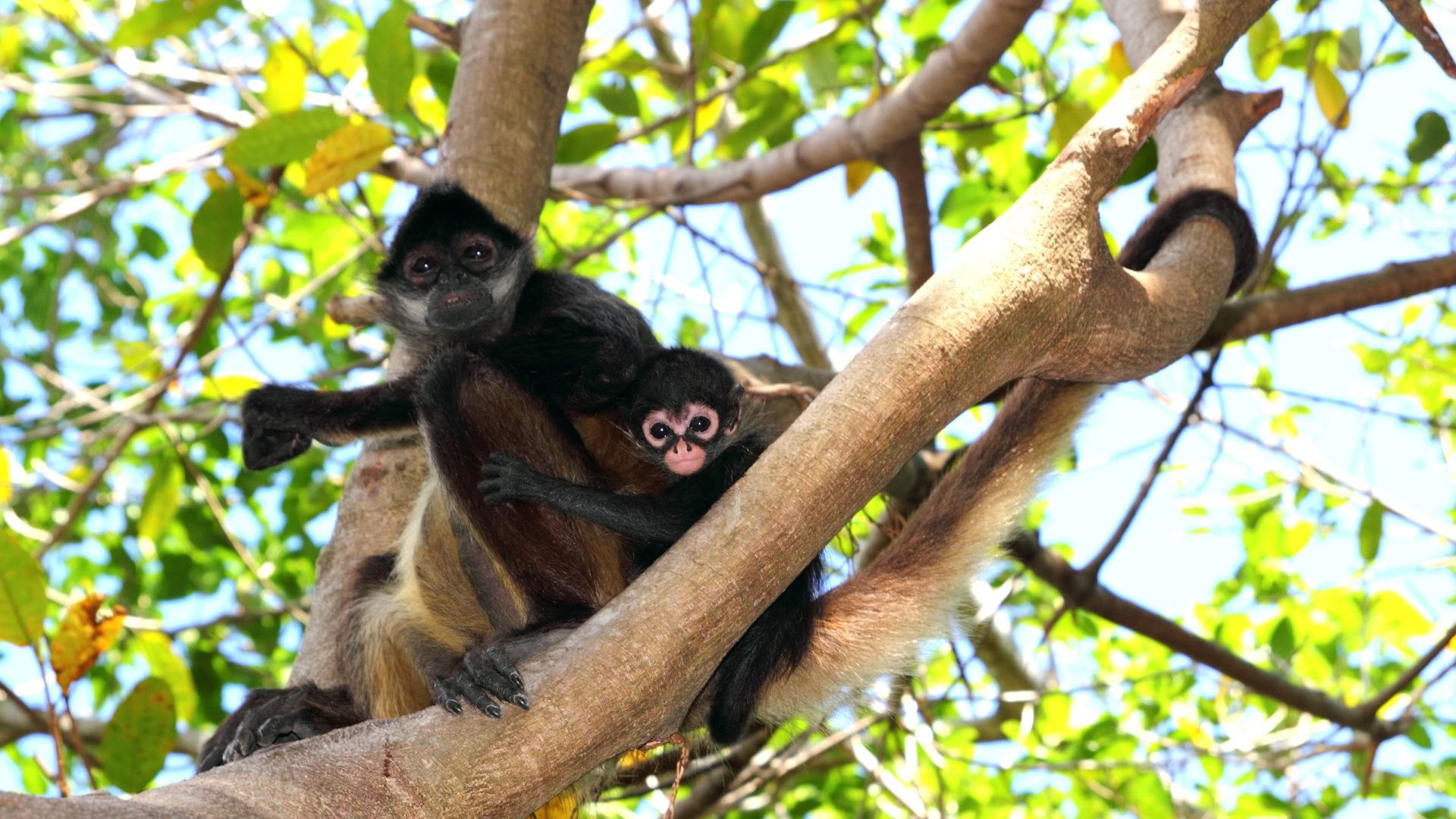 Retiro de bienestar en Akumal: suite con vistas al océano