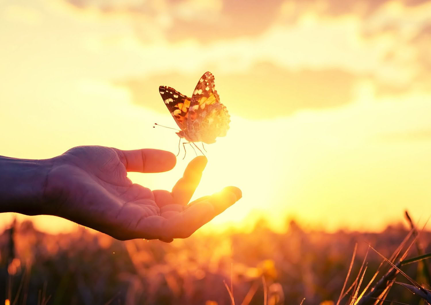 Taller de TRE (Ejercicios de Liberación de Trauma/Tensión) - Reinicia tu sistema nervioso — The Held Space - retiros y talleres de regulación del sistema nervioso para TEPT, TEPT-C (TEPT complejo), ansiedad, agotamiento, duelo, trauma, dolor crónico,