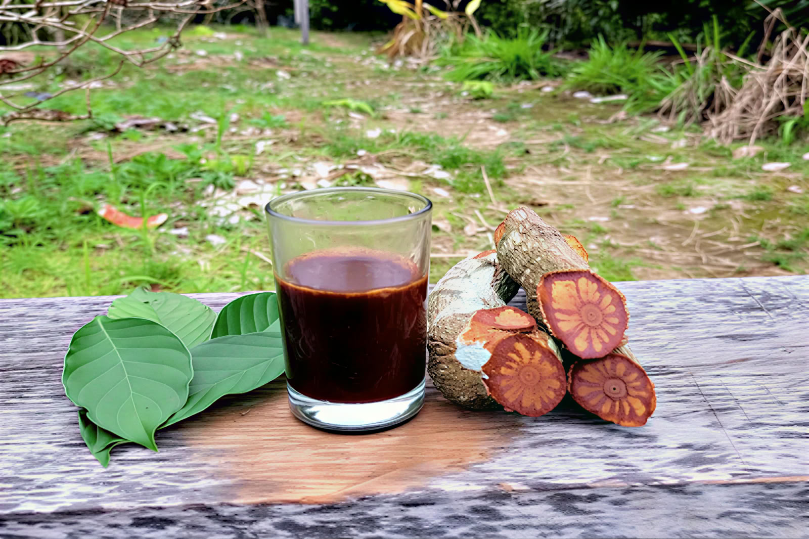 retiro de ayahuasca de 1 día