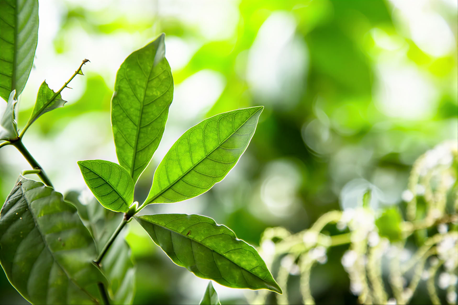 retiro de ayahuasca de 1 día