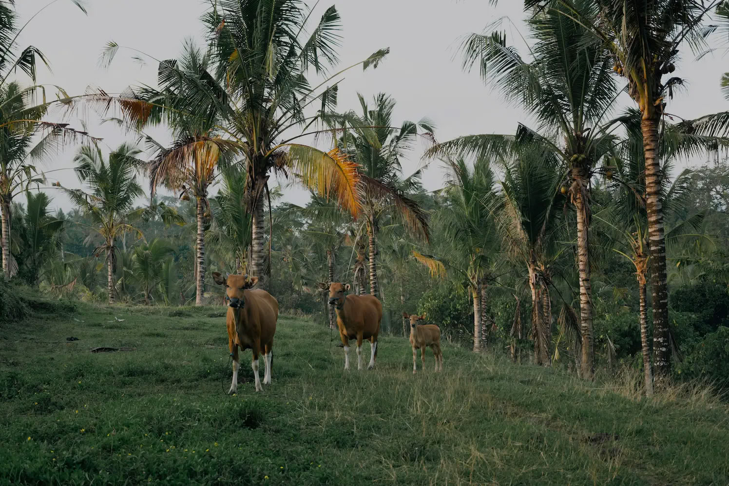 Retiro de sanación auténtica de 3 días en una jungla secreta en Bali