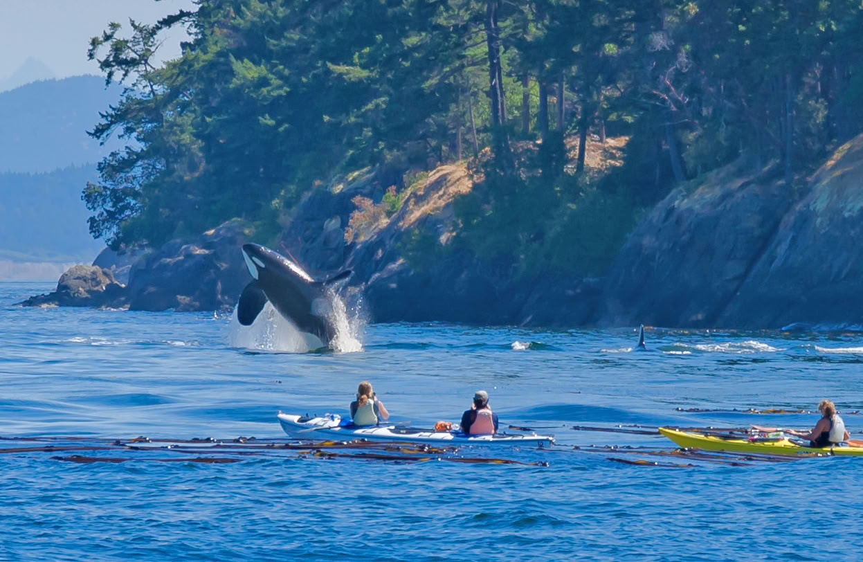 Avistamiento de ballenas en Alaska