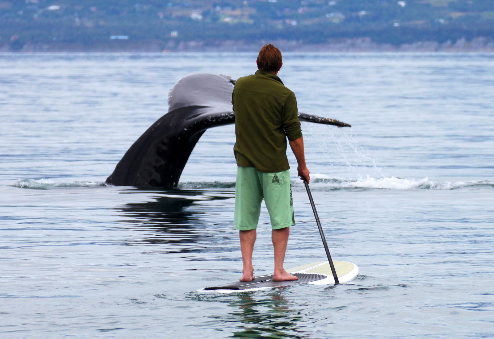Avistamiento de ballenas en Alaska