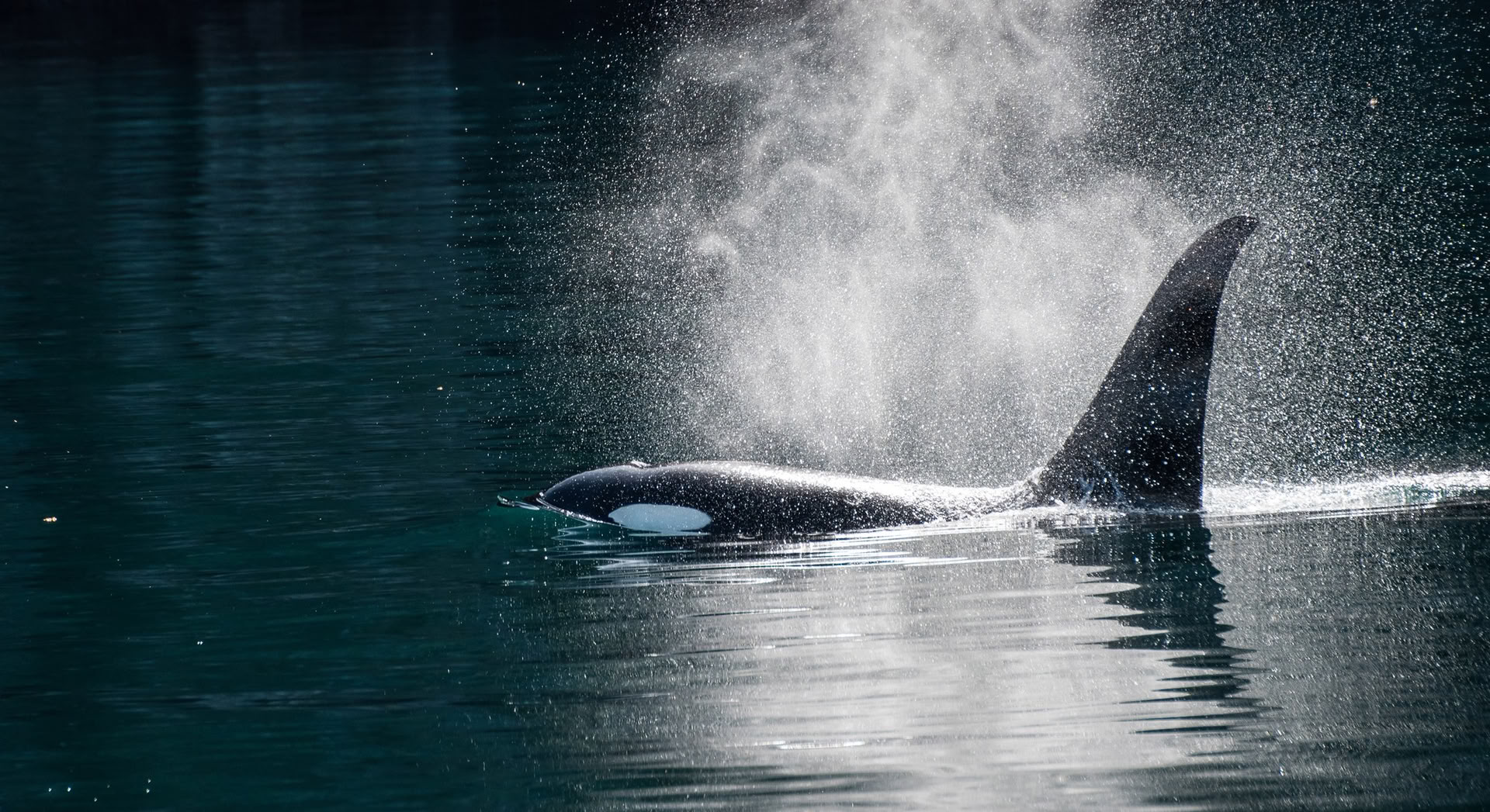Avistamiento de ballenas en Alaska