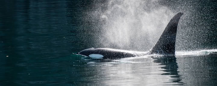 Avistamiento de ballenas en Alaska