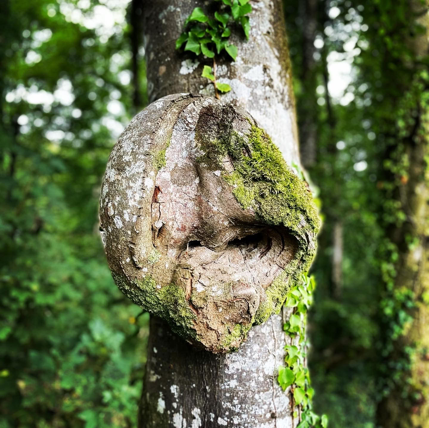 Encontrando la paz