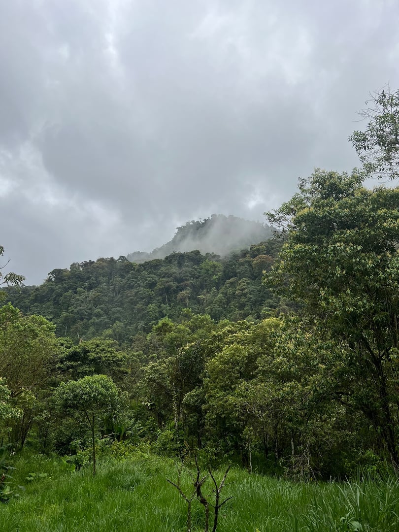 Hayulima: retiros espirituales y de medicina vegetal